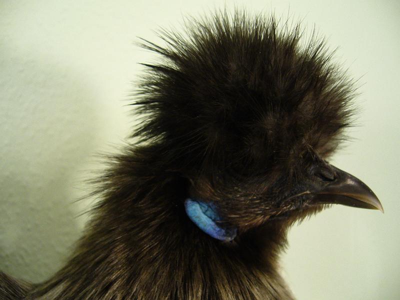 Muenster 2008 188.jpg - Zwerg Seidenhühner schwarz von Nathalie Böhning Preis V97 BJM